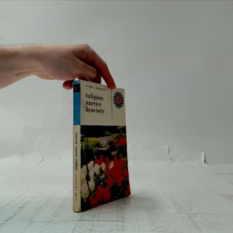 Tulipány, narcisy, hyacinty