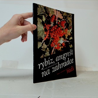 Rybíz, angrešt na zahradě