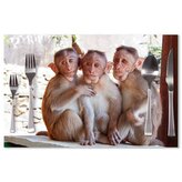 Prostírání Opičky: 40x30cm