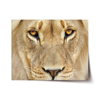 Plakát Pohled lvice: 120x80 cm