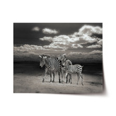 Plakát Zebry: 120x80 cm