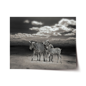 Plakát Zebry: 120x80 cm