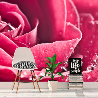 Tapeta Detail růže: 336x220 cm