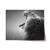 Plakát Řvoucí lev: 120x80 cm