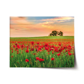 Plakát Pole vlčích máků 2: 120x80 cm