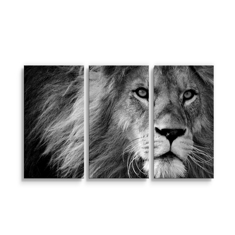 Obraz - 3-dílný Lev 2: 120x80 cm