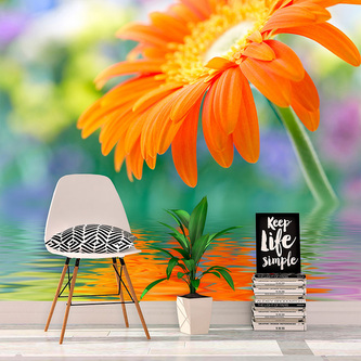 Tapeta Oranžová gerbera: 208x125 cm Tapeta Oranžová gerbera: 208x125 cm