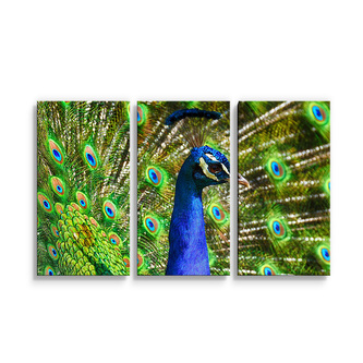 Obraz - 3-dílný Páv: 120x80 cm