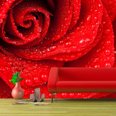 Tapeta Květ růže: 336x220 cm