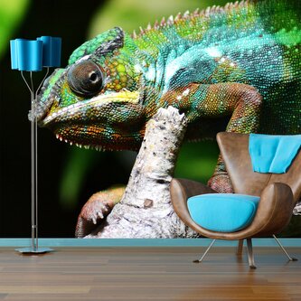 Tapeta Chameleon: 208x125 cm