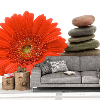 Tapeta Gerbera s kameny: 208x125 cm Tapeta Gerbera s kameny: 208x125 cm