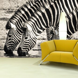 Tapeta Zebry u vody: 336x220 cm