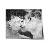 Plakát Lvice: 120x80 cm