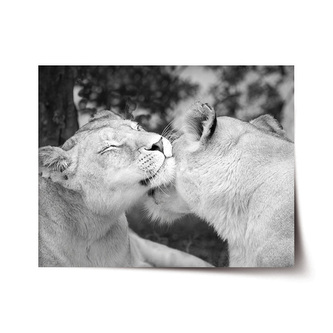 Plakát Lvice: 120x80 cm