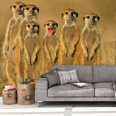 Tapeta Surikaty: 208x125 cm