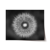 Plakát Černobílá pampeliška: 120x80 cm