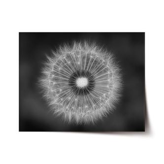 Plakát Černobílá pampeliška: 120x80 cm