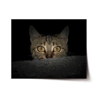 Plakát Kočka: 120x80 cm