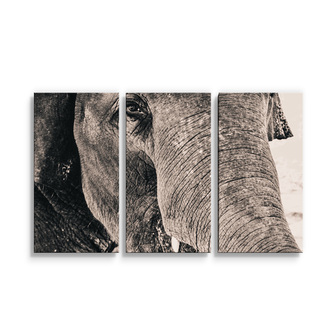 Obraz - 3-dílný Slon: 120x80 cm