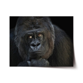 Plakát Gorila: 120x80 cm