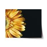 Plakát žlutá gerbera: 120x80 cm