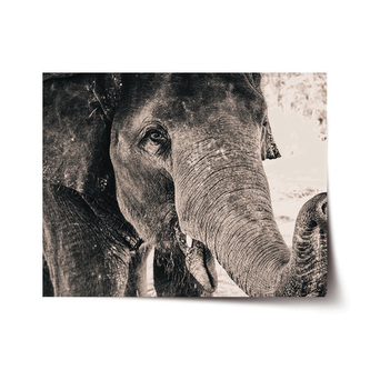 Plakát Slon: 120x80 cm