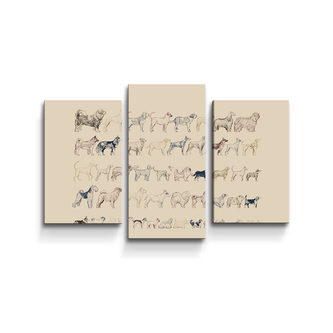 Obraz - 3-dílný Psí plemena: 75x50 cm