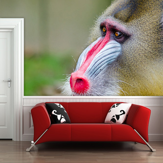 Tapeta Mandril: 208x125 cm