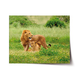 Plakát Lev a lvice: 120x80 cm