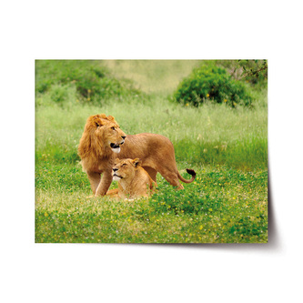 Plakát Lev a lvice: 120x80 cm
