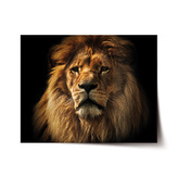 Plakát Lev: 120x80 cm