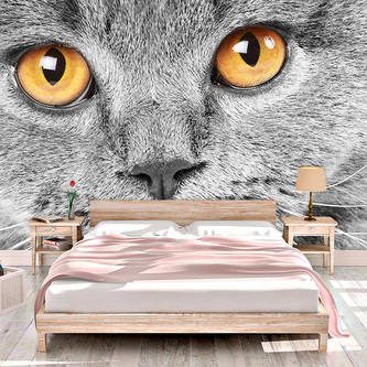 Tapeta Kočičí pohled: 125x75 cm