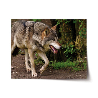 Plakát Vlk: 120x80 cm