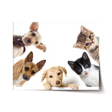 Plakát Štěňátka a koťátka: 120x80 cm