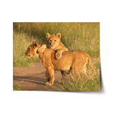 Plakát Lvíčata: 120x80 cm