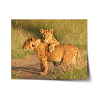 Plakát Lvíčata: 120x80 cm
