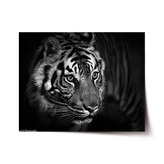 Plakát Černobílý tygr: 120x80 cm
