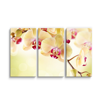 Obraz - 3-dílný Orchidej 2: 120x80 cm