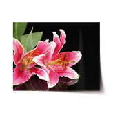 Plakát Lilie: 120x80 cm