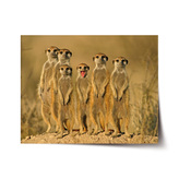 Plakát Surikaty: 120x80 cm