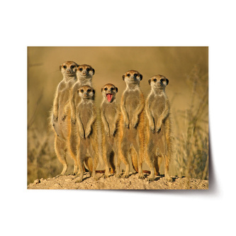 Plakát Surikaty: 120x80 cm