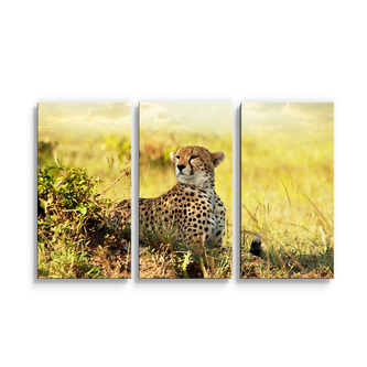 Obraz - 3-dílný Gepard: 120x80 cm
