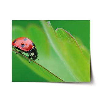 Plakát Beruška na listě: 120x80 cm