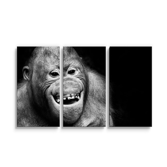 Obraz - 3-dílný Orangutan: 120x80 cm