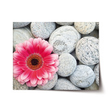 Plakát Gerbera na kamenech: 120x80 cm