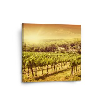 Obraz Vinice: 50x50 cm