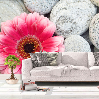 Tapeta Gerbera na kamenech: 336x220 cm