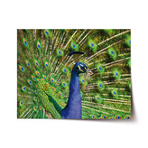 Plakát Páv: 120x80 cm