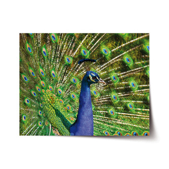 Plakát Páv: 120x80 cm