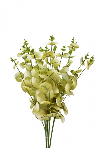 Eukalyptus bílo-zelený 45 cm